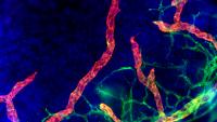 Color enhanced microscopic cellular scan
